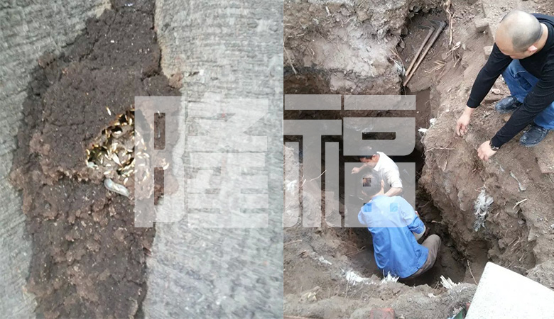 白蟻防治現(xiàn)場